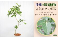 沖縄の観葉植物 人気のフィカス ベンガレンシス10号 シュエット鉢ポット