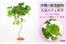 沖縄の観葉植物 人気のフィカス ウンベラータ10号 シュエット鉢ポット