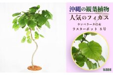 沖縄の観葉植物 人気のフィカス ウンベラータ8号　ラスターポット