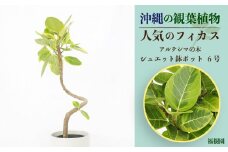 沖縄の観葉植物 人気のフィカス アルテシマ6号 シュエット鉢ポット