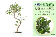 沖縄の観葉植物 人気のフィカス フランスゴム6号 シュエット鉢ポット