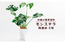 沖縄の観葉植物　観葉植物　モンステラ陶器鉢植え　6号　角鉢　観葉植物　モンステラ　インテリア　鉢付き　おしゃれ　インテリアグリーン　緑のある暮らし　ハウスプラント　沖縄　うるま市　６号