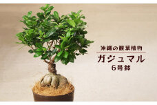 沖縄の観葉植物　観葉植物　ガジュマル 6号鉢　6号　観葉植物　ガジュマル　インテリア　鉢付き　おしゃれ　インテリアグリーン　緑のある暮らし　ハウスプラント　沖縄　うるま市　６号