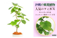 沖縄の観葉植物 人気のフィカス ウンベラータ6号 シュエット鉢ポット