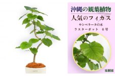 沖縄の観葉植物 人気のフィカス ウンベラータ6号 ラスターポット