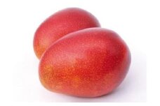 【2025年発送】＜優品＞完熟アップルマンゴー約2kg（化粧箱）3玉～6玉