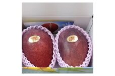 ★【先行受付】【2025年発送】アップルマンゴー 秀品 南城市 約1kg (2～3玉)