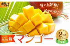 【マンゴーfarm新】 沖縄県南城市産マンゴー白箱2kg