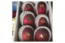 宮平農園のマンゴー1.5kg(アーウィン)