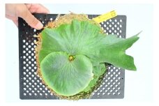 ビカクシダ　ワンダエ琉球松板付け（壁掛け用）