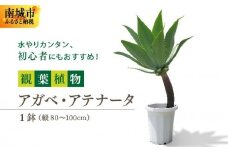 アガベ・アテナータ