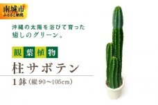 柱サボテン