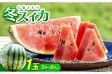 ＜2026年2月～3月頃の発送＞島袋さんの冬スイカ 1玉(3.5～4.5kg)【1577664】
