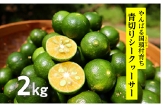 ＜2025年9月～10月の発送＞ゆいゆい国頭が厳選した青切りシークヮーサー2kg【1577570】