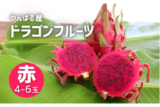 ＜2026年8月から順次発送＞やんばる産のドラゴンフルーツ赤 4～6玉【1584617】