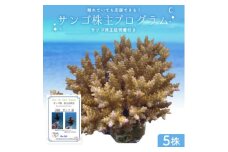 成長記録が贈られる!国頭村の「サンゴ株主」プログラム5株【1581395】