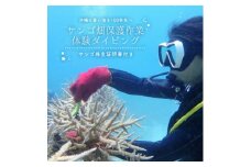 ＜ダイビング体験チケット＞サンゴ養殖プロジェクト 保護作業ダイビング(ライセンス保持者限定)【1581400】