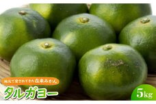 ＜2025年10月頃から順次発送＞地元で愛されてきた在来みかん タルガヨー5kg【1618423】