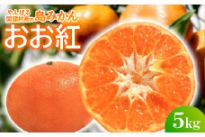 ＜2025年12月頃から順次発送＞やんばる国頭村産の島みかん おお紅 5kg【1618487】
