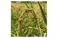 ＜令和7年産新米＞沖縄の農家直送 ひとめぼれ 玄米(栽培期間中農薬不使用)2kg【1636996】