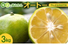 ＜2025年10月から順次発送＞やんばる国頭村産 希少な島みかん「オートー」3kg【1662091】
