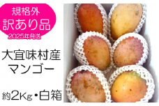 【2025年発送】訳あり品！！大宜味村産マンゴー【約2kg・白箱】 訳アリ 先行予約 沖縄 甘味 糖度 濃厚 おいしい お土産 まんごー アーウィン 果物 くだもの 果実 送料無料 ふるさと納税 ２キロ トロピカル 箱入り 食べ物 フルーツ