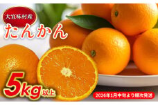 【2026年発送】大宜味村　たんかん　5kg 沖縄 おきなわ 大宜味村 果物 くだもの 果実 タンカン オレンジ みかん 柑橘 フルーツ お取り寄せ 人気 ふるさと納税 送料無料 国産 県産 ご当地 やんばる 先行予約
