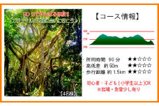 沖縄県北部やんばる・ガジュマルの王様に会いに行こう♪【4名様】