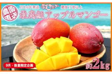 【9月・数量限定企画】【2026年発送】最高級　常夏アップルマンゴー！糖度17度以上　約2kg農園から直送 最高級 先行予約 沖縄 甘味 糖度 濃厚 美味しい お土産 おいしい ギフト とろける甘さ 香り アーウィン 果汁 プレミアム 箱入り 化粧箱入り 見た目 きれい 綺麗