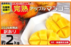 【9月・数量限定企画】【2026年発送】生産者応援！！訳ありだが美味しい完熟アップルマンゴー約2kg　農園直送！ 訳アリ 先行予約 沖縄 甘味 糖度 濃厚 美味しい 自分用 おいしい ふるさと納税 とろける甘さ 香り アーウィン 果汁 送料無料 箱入り トロピカル フードロス わけあり ２キロ