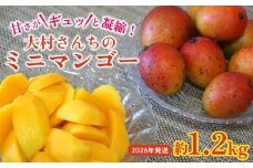 甘さがギュッと凝縮！大村さんちのミニマンゴー　約1.2kg　2026年発送 甘い 芳醇 完熟 マンゴー ミニマンゴー みにまんごー 希少 デザート フルーツ アーウィン あまい おいしい ジューシー 南国 高級 まんごー 沖縄 国産マンゴー 沖縄県 東村