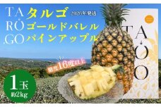 TARUGO　贈答用ゴールドバレルパイン　1玉（約2kg）2026年発送 糖度16度以上 パイン パインアップル パイナップル タルゴ タルゴゴールド 贈答用 化粧箱 贈り物 ゴールドバレル 国産パイン 甘い 香り 高品質 高級フルーツ 大玉 国産 やんばる 沖縄 東村