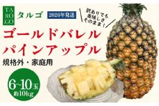 【規格外・家庭用】TARUGO　ゴールドバレルパイン　約10kg（6～10玉）2026年発送 家庭用 パイン パインアップル パイナップル タルゴ タルゴゴールド ゴールドバレル 葉ナシ ご自宅用 訳あり 国産パイン 規格外 生産者応援 農家応援 高級フルーツ 大玉 国産 やんばる 沖縄 東村