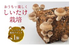 東村の「しいたけ栽培ブロック」1個 しいたけ シイタケ 椎茸 栽培 さいばい 簡単 お手軽 食育 自由研究 菌床 おうちで 楽しく 安全 実験 自然 観察 収穫体験 きのこ 東村 沖縄