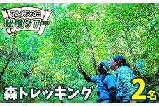 やんばるの森　秘境ツアー【森トレッキング】2名様 やんばる アドベンチャー 秘境 冒険 探検 トレッキング ガイド付き 山歩き カヤック 珍しい生き物 やんばる国立公園 亜熱帯 ジャングル 安心 手軽に参加 非日常 特別 ヤンバルエクスペリエンス やんばる観光 東村
