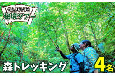 やんばるの森　秘境ツアー【森トレッキング】4名様 やんばる アドベンチャー 秘境 冒険 探検 トレッキング ガイド付き 山歩き カヤック 珍しい生き物 やんばる国立公園 亜熱帯 ジャングル 安心 手軽に参加 非日常 特別 ヤンバルエクスペリエンス やんばる観光 東村