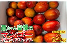 眞ちゃん自慢のマンゴー　小玉サイズミックス【約2kg】2026年発送 マンゴー まんごー ミニマンゴー みにまんごー サイズ不揃い ふぞろい 小玉マンゴー 訳あり 農家応援 生産者応援 規格外 小玉 ジューシー 南国 濃厚 お裾分け 沖縄 国産マンゴー 沖縄県 東村