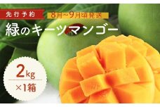 緑のキーツマンゴー2㎏【2026年8月～9月頃発送】生産者直送　先行予約
