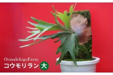 【OnnaIchigoFarm】コウモリラン　大 沖縄 コウモリラン ビカクシダ 室内植物 屋外植物 ヘゴ板 室内緑化 植物インテリア 観葉植物 沖縄産 プラントギフト 緑のある暮らし 園芸用品 インテリアプランツ 根付き植物 人気 ヘゴの木 おすすめ 送料無料 恩納村