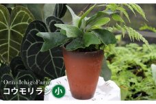 【OnnaIchigoFarm】コウモリラン　小 沖縄 コウモリラン ビカクシダ 室内植物 屋外植物 ヘゴ板 室内緑化 植物インテリア 観葉植物 沖縄産 プラントギフト 緑のある暮らし 園芸用品 インテリアプランツ 根付き植物 人気 ヘゴの木 おすすめ 送料無料 恩納村