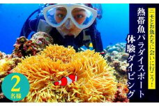 ニモとお魚たちに会いに行こう！熱帯魚パラダイスボート体験ダイビング2名様