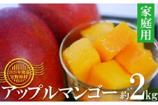 【2025年発送】マンゴーの拠点産地「宜野座村」の家庭用アップルマンゴー（約2kg） アーウィン 果物 甘い 夏 濃厚 お取り寄せ Mango ランキング 完熟 お気に入り 美味しい 人気 おすすめ 地元 沖縄県 先行予約 南国フルーツ デザート 産地直送 送料無料