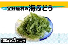 宜野座村の海ぶどう（100g×5パック）