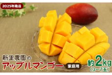 【2025年発送】新里農園のアップルマンゴー家庭用（約2kg） 農家さん直送 アーウィン 果物 甘い 夏 濃厚 ギフト Mango ランキング 完熟 お気に入り 収穫 人気 フルーツ 沖縄県 先行予約 デザート 甘味 産地直送 送料無料