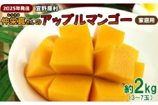 【2025年発送】宜野座村　仲栄真さんのアップルマンゴー家庭用（約2kg） アーウィン 果物 甘い 夏 濃厚 お取り寄せ Mango ランキング 完熟 お気に入り 美味しい 人気 おすすめ フルーツ 沖縄県 先行予約 食品 デザート 産地直送 送料無料