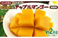 【2026年発送】宜野座村　仲栄真さんのアップルマンゴー家庭用（約2kg） アーウィン 果物 甘い 夏 濃厚 お取り寄せ Mango ランキング 完熟 お気に入り 美味しい 人気 おすすめ フルーツ 沖縄県 先行予約 食品 デザート 産地直送 送料無料