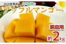 【2026年発送】山川農園のアップルマンゴー家庭用（約2kg） アーウィン 果物 甘い 夏 濃厚 お取り寄せ Mango ランキング 完熟 お気に入り 美味しい 人気 おすすめ フルーツ 沖縄県 南国 食品 デザート 産地直送 送料無料
