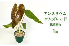 アンスリウム ロムズレッド 観葉植物 観葉植物 熱帯植物 室内植物 鉢植え カラーリーフ 観賞用 空気清浄 色彩 ガーデニング お気に入り シンボルプラント 美しい葉脈 おすすめ グリーンインテリア 沖縄県 特別な くつろぎ 人気 直送 送料無料