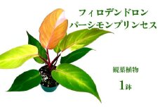 フィロデンドロン パーシモンプリンセス 観葉植物 観葉植物 アロイド科 トロピカルプラント 室内植物 葉の模様 インテリアグリーン 室内装飾 空気清浄 葉の形 お気に入り 葉の美しさ コレクター おすすめ 成長速度 沖縄県 国産 くつろぎ 人気 直送 送料無料
