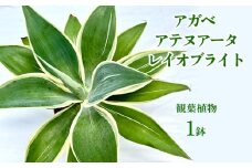 アガベ アテヌアータ レイオブライト 観葉植物　多肉植物 多肉植物 観葉植物 ロゼット型 鉢植え 庭植え グリーンインテリア ローメンテナ デコレーションプラン コレクション お気に入り 環境 ヒーリングプランツ おすすめ 花茎 沖縄県 国産 くつろぎ 人気 直送 送料無料